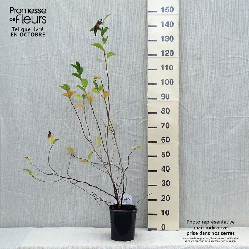 Example of Magnolia George Henry Kern - Magnolie Topf mit 3L/4L as you get in automne