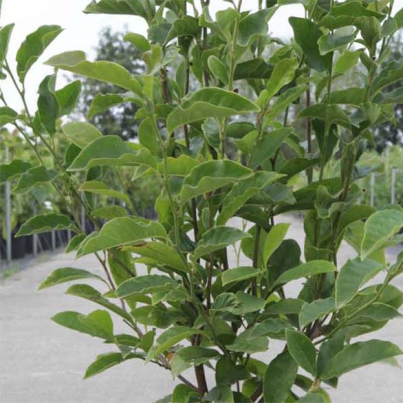 Magnolia George Henry Kern - Magnolie (Foliage)