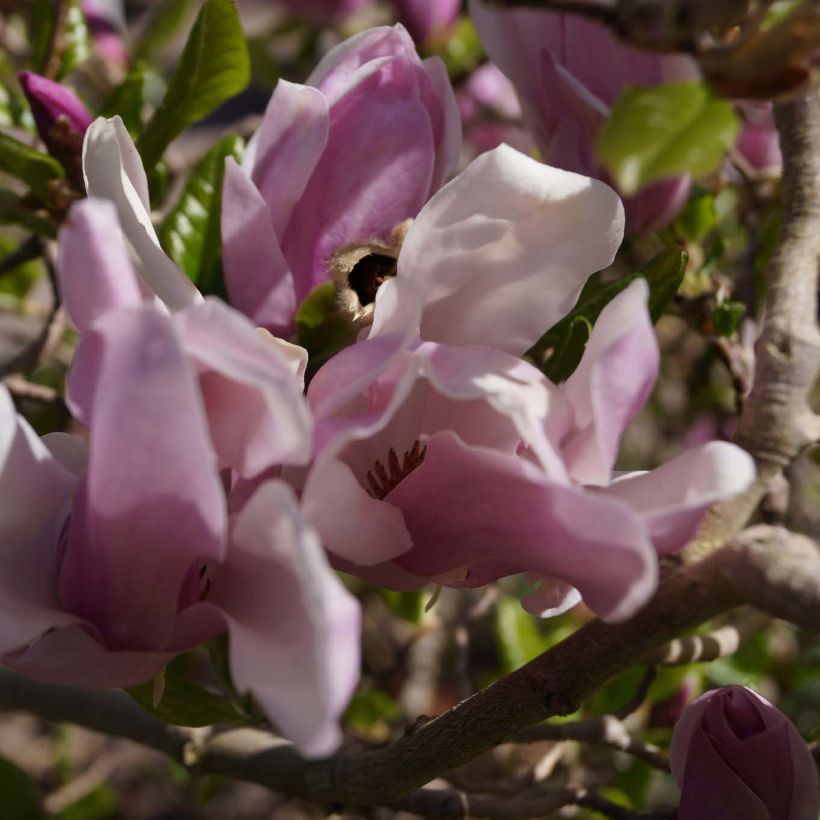 Magnolia George Henry Kern - Magnolie (Flowering)