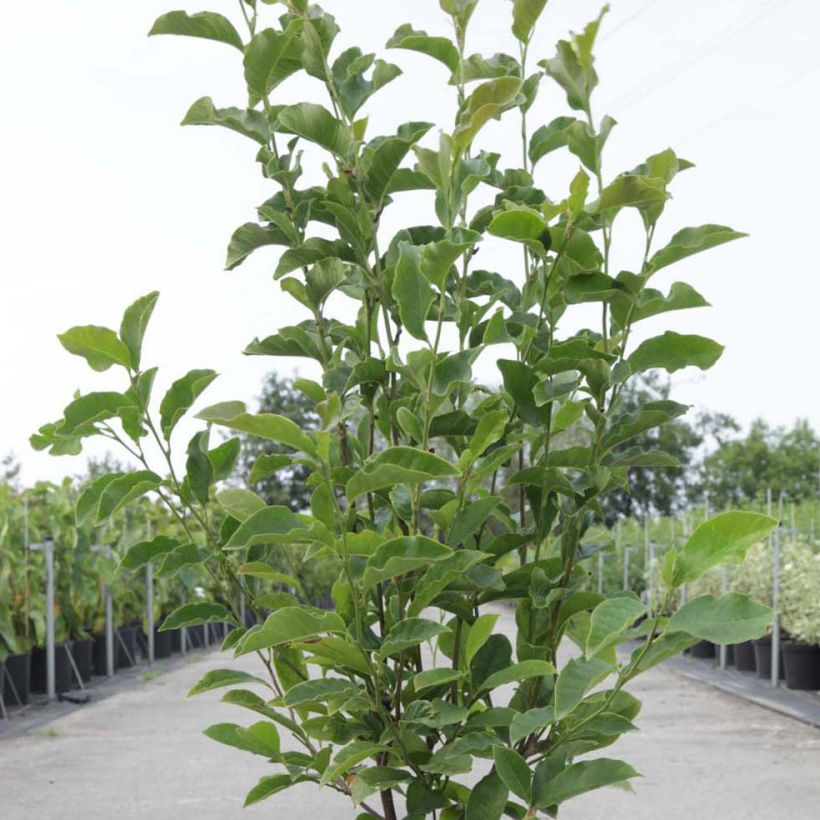 Magnolia George Henry Kern - Magnolie (Plant habit)
