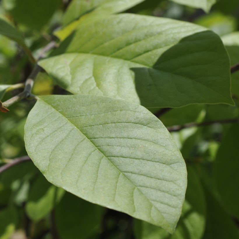 Magnolia Gold Star - Magnolie (Foliage)