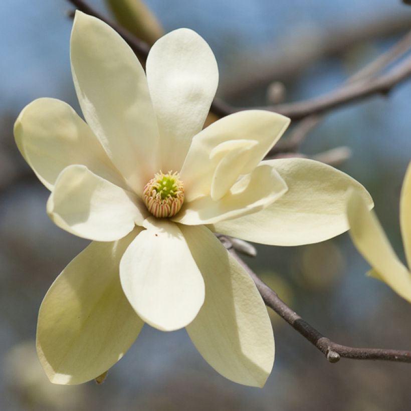 Magnolia Gold Star - Magnolie (Flowering)