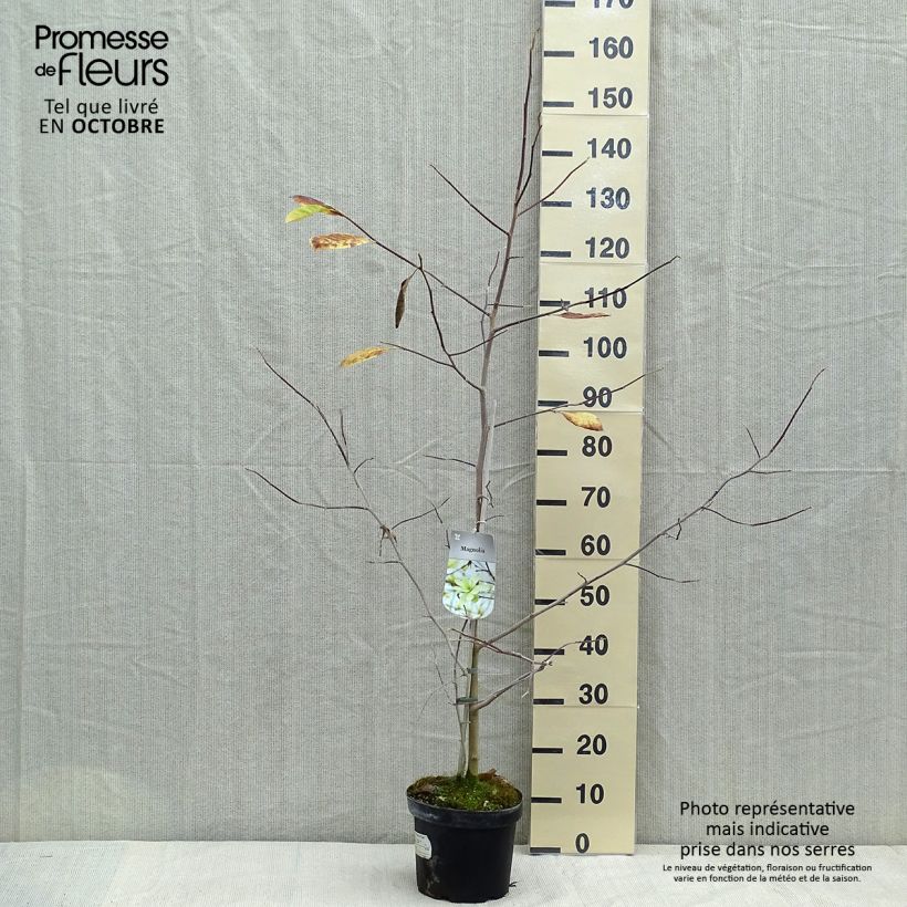 Example of Magnolia Gold Star - Magnolie Topf mit 4L/5L as you get in automne