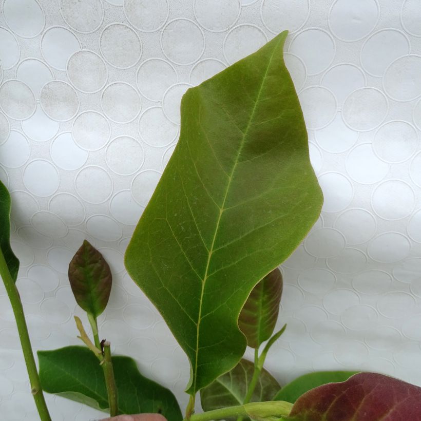Magnolia Heaven Scent - Magnolie (Foliage)