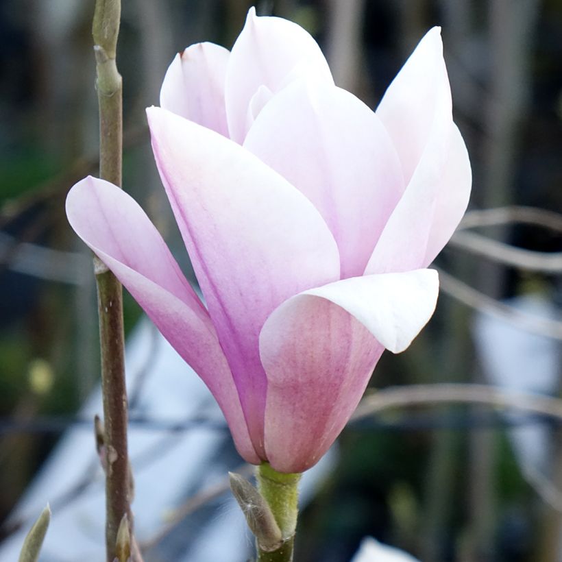 Magnolia Heaven Scent - Magnolie (Flowering)