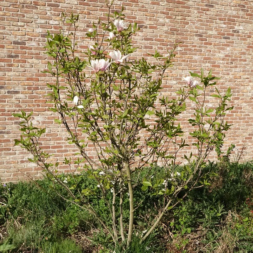 Magnolia Heaven Scent - Magnolie (Plant habit)