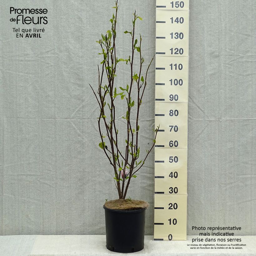 Exemplar von Magnolia Heaven Scent - Magnolie Topf mit 12L/15L wie im Frühjahr geliefert