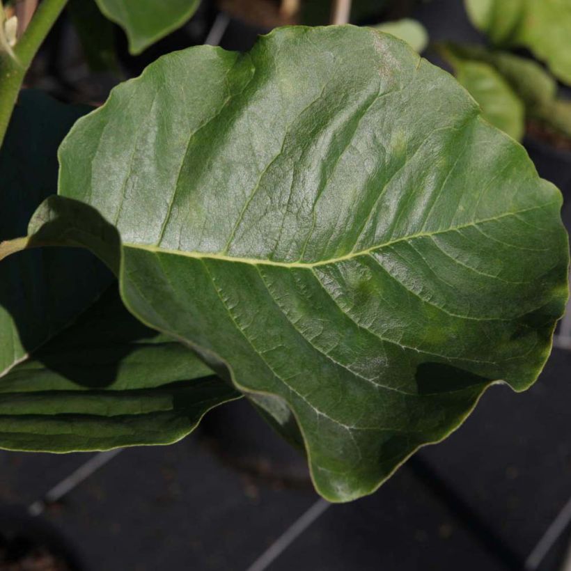 Magnolia Honey Tulip - Magnolie (Foliage)
