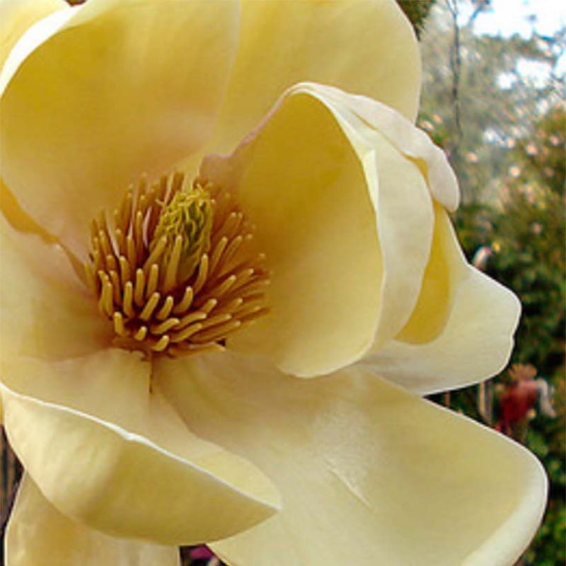 Magnolia Honey Tulip - Magnolie (Flowering)