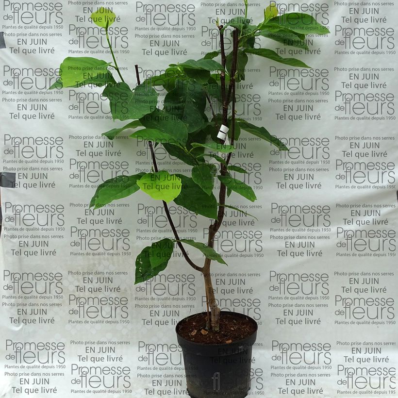 Example of Magnolia Honey Tulip - Magnolie Topf mit 4L/5L as you get
