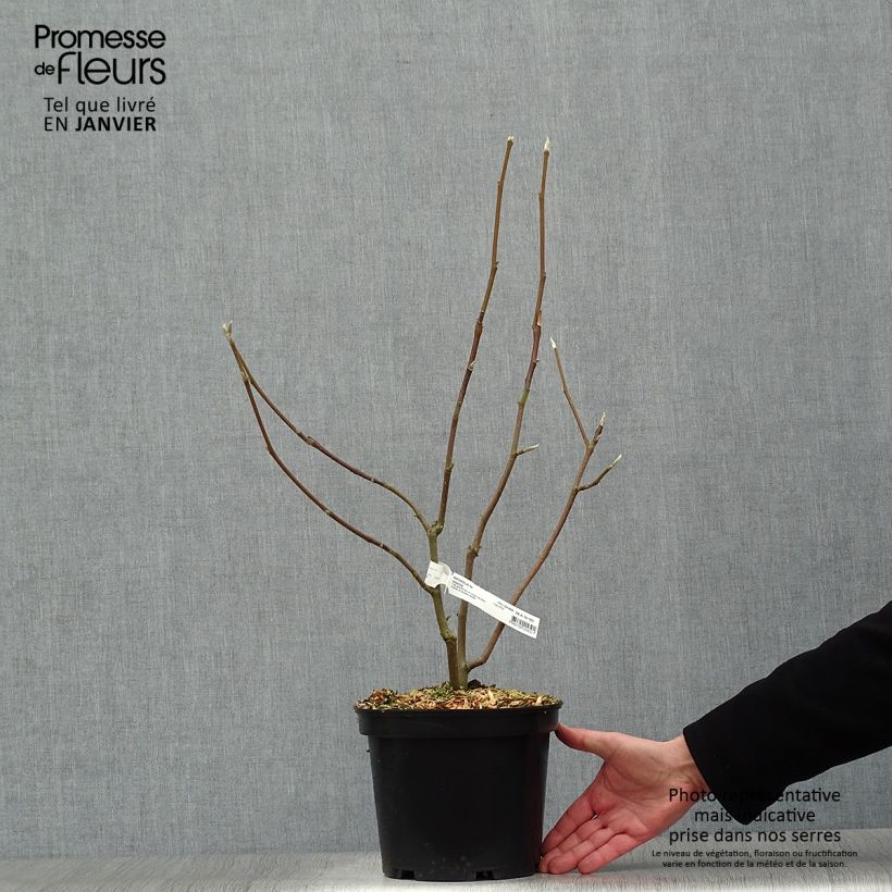 Exemplar von Magnolia denudata Iolanthe - Yulan-Magnolie Topf mit 4L/5L wie im Winter geliefert