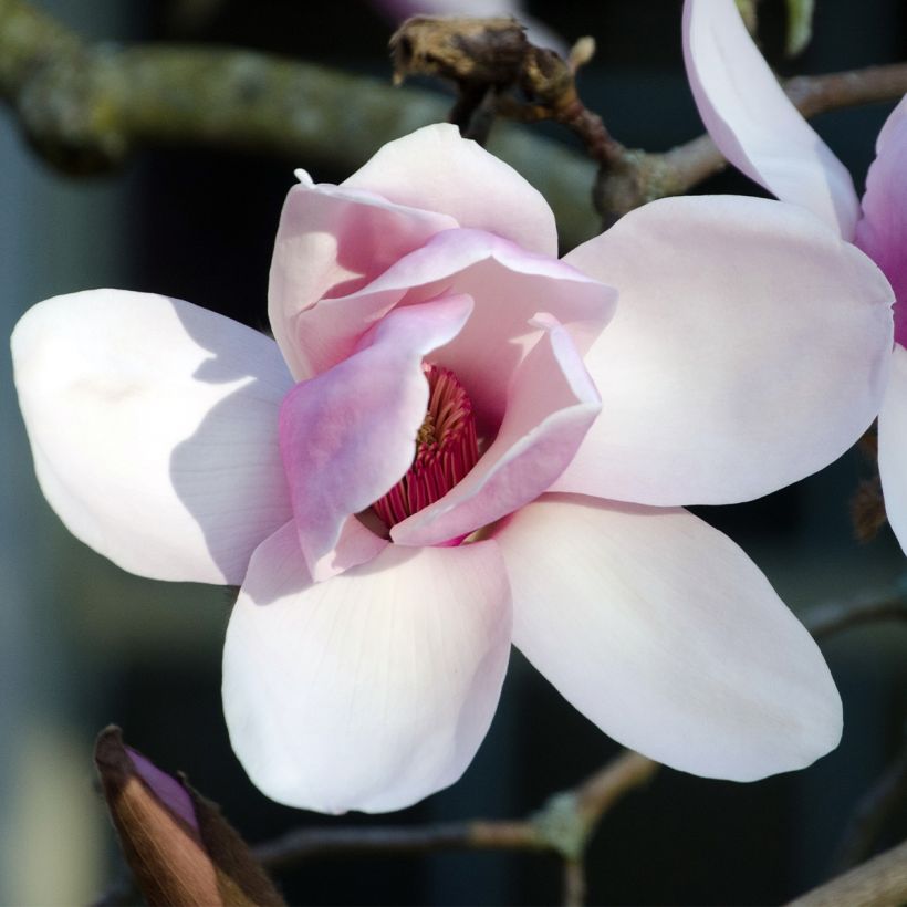 Magnolia denudata Iolanthe - Yulan-Magnolie (Flowering)