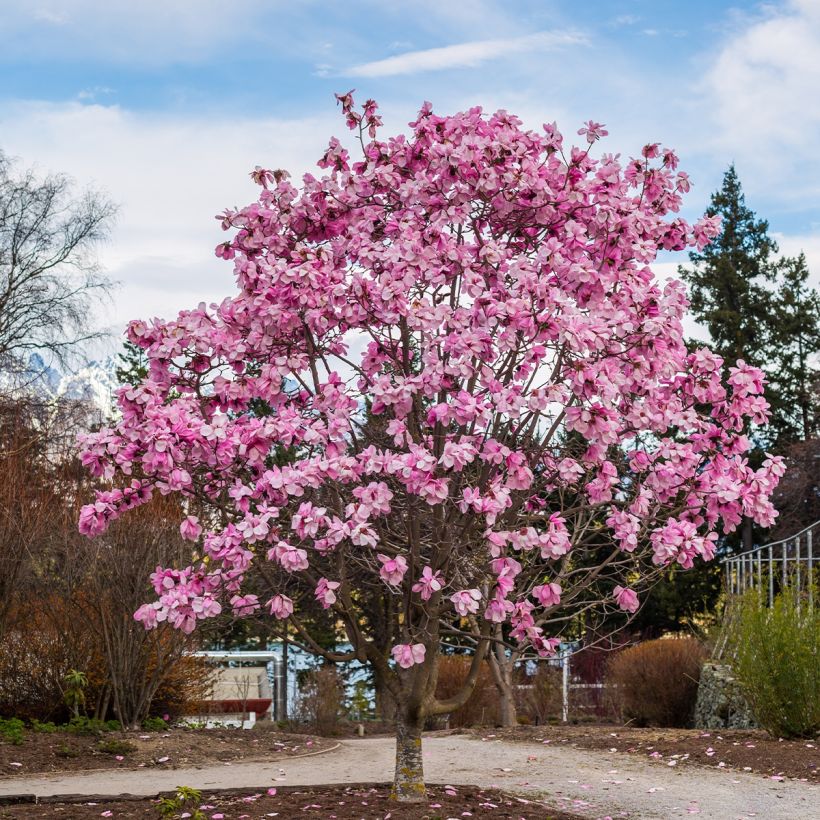 Magnolia denudata Iolanthe - Yulan-Magnolie (Plant habit)