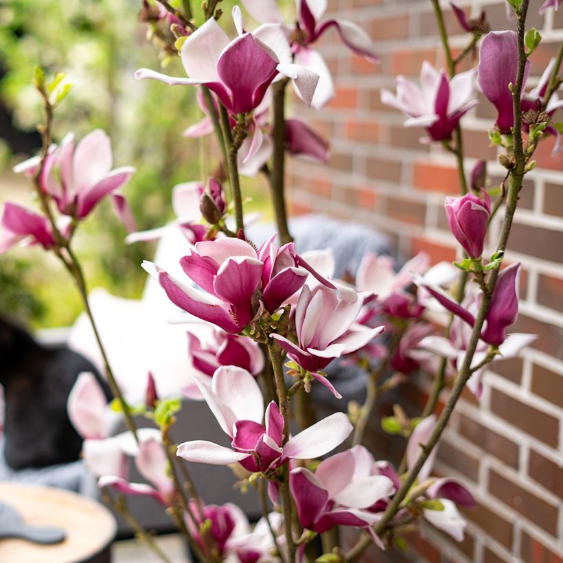 Magnolia Longblomma - Magnolie (Blüte)