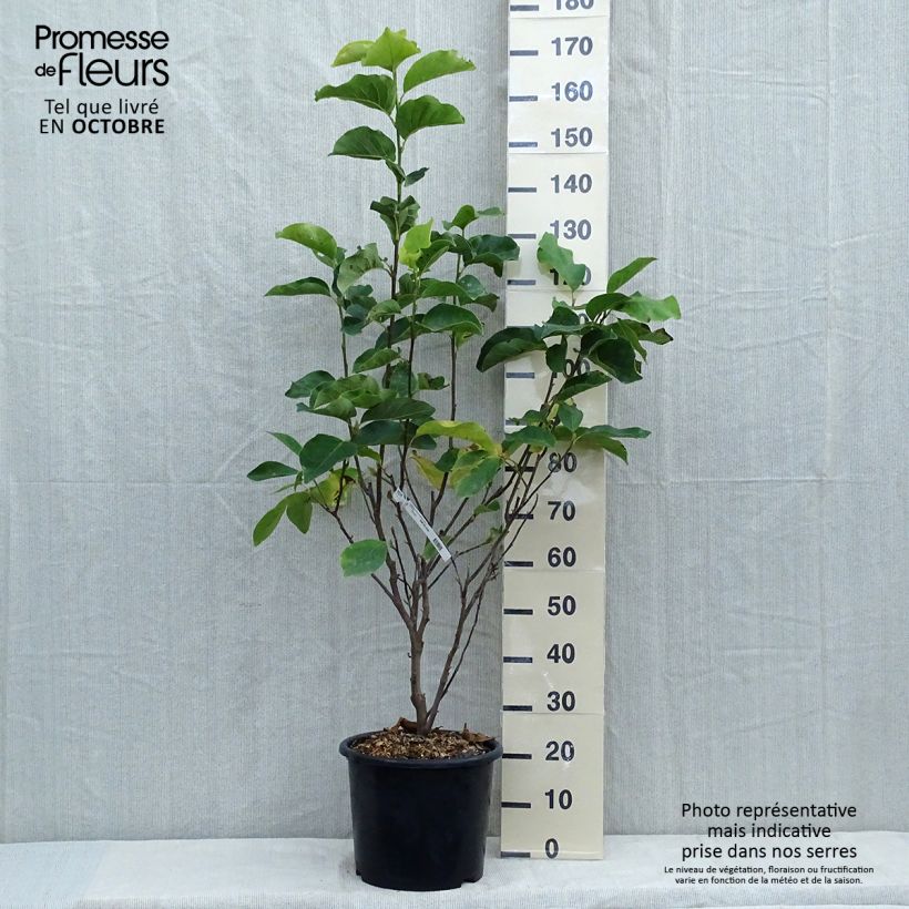Example of Magnolia soulangeana Andre Leroy - Tulpen-Magnolie Topf mit 7,5L/10L as you get in automne