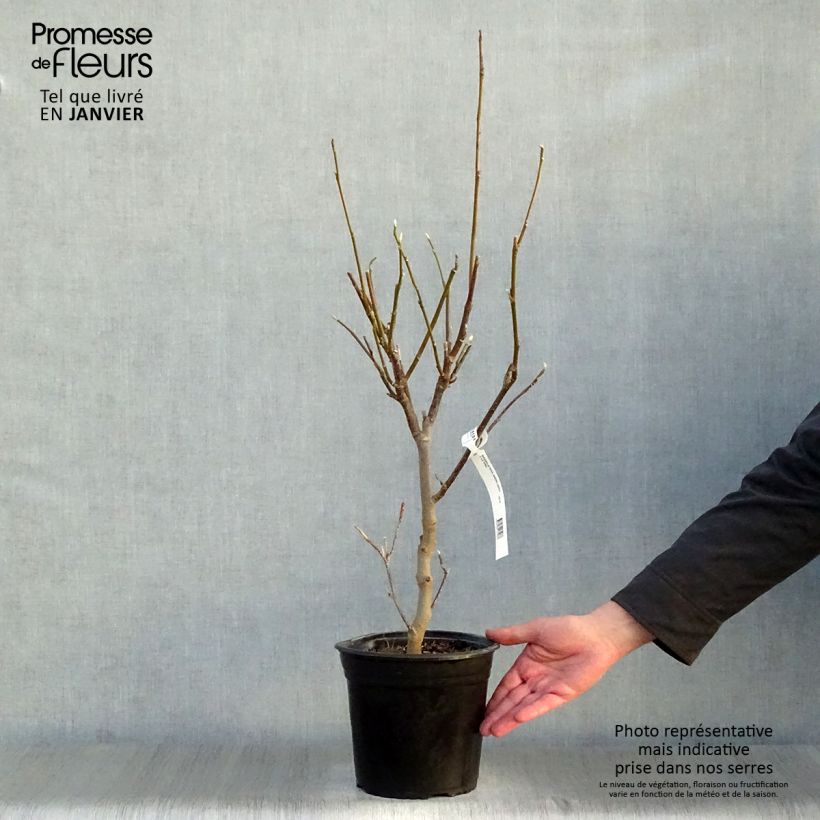 Exemplar von Magnolia soulangeana Andre Leroy - Tulpen-Magnolie Topf mit 4L/5L wie im Winter geliefert