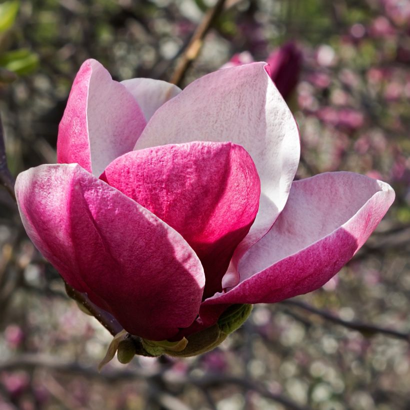 Magnolia March Till Frost - Magnolie (Flowering)