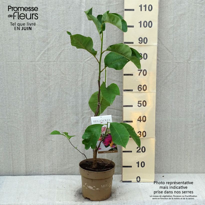 Exemplar von Magnolia soulangeana Meganolia - Tulpen-Magnolie Topf mit 4L/5L wie im Sommer geliefert