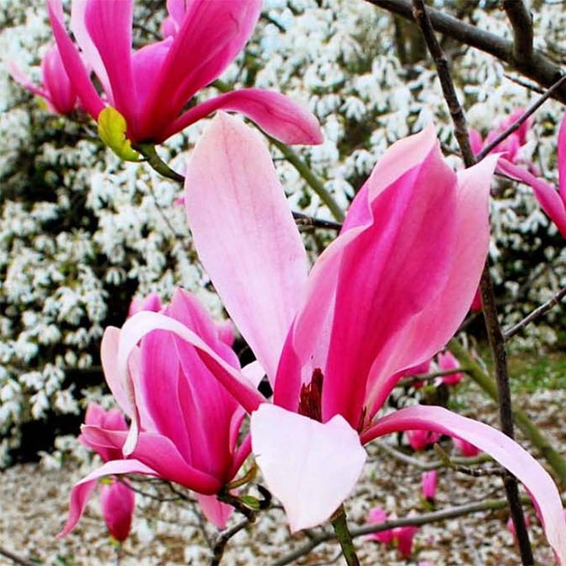 Magnolia Spectrum - Magnolie (Flowering)