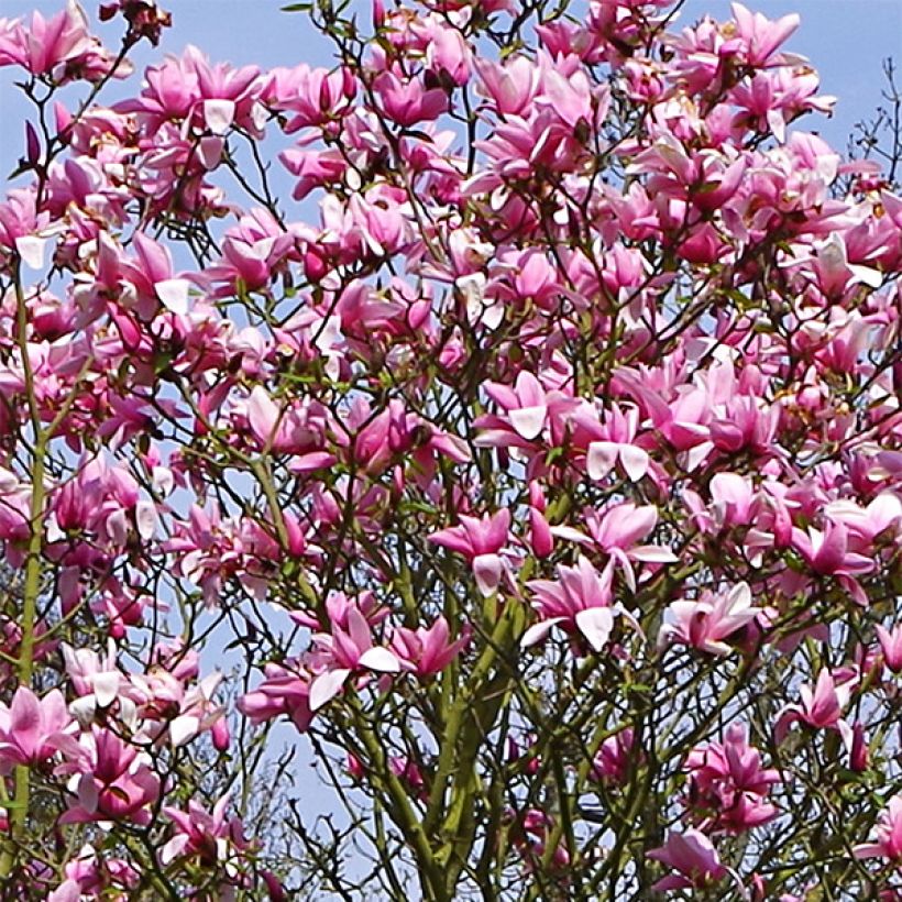 Magnolia Star Wars - Magnolie (Flowering)
