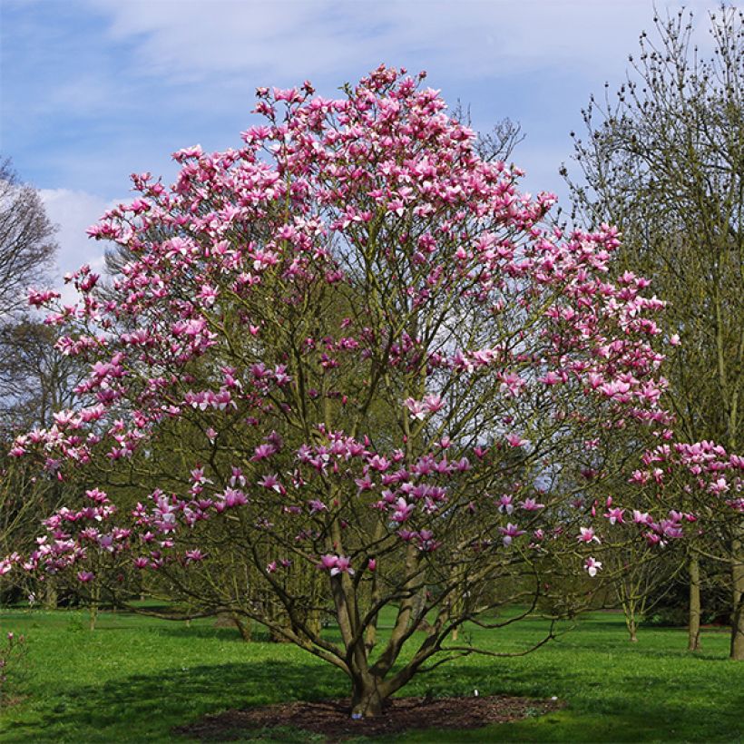 Magnolia Star Wars - Magnolie (Plant habit)