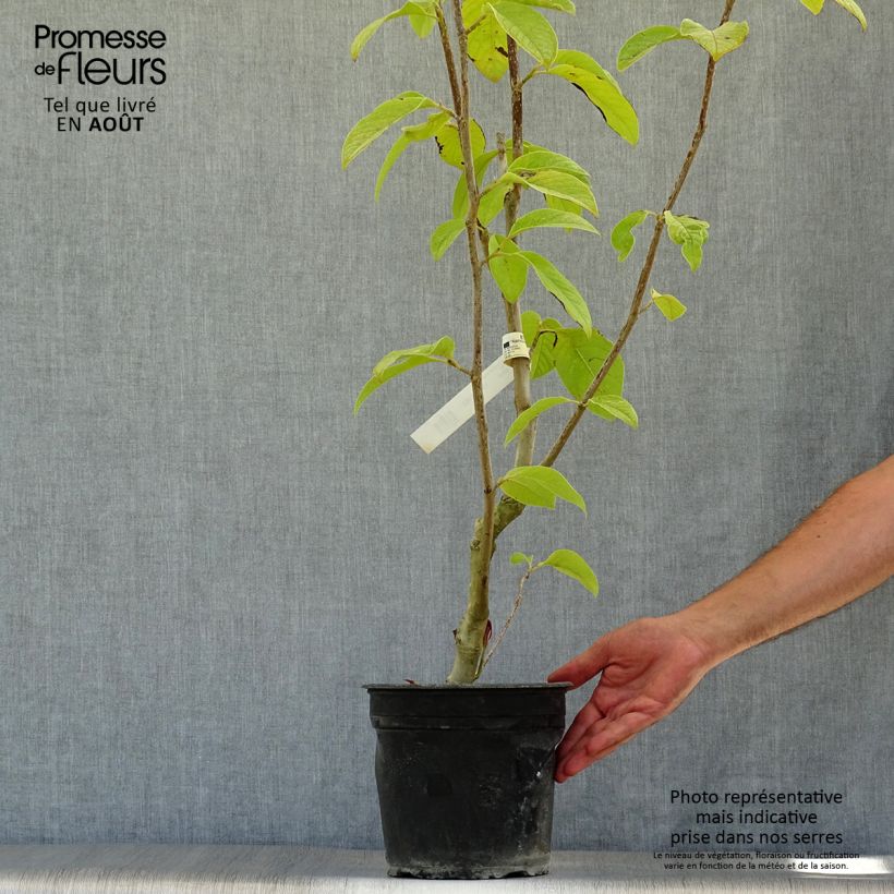 Example of Magnolia Star Wars - Magnolie Topf mit 4L/5L as you get in ete