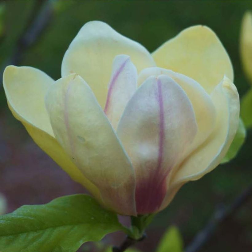 Magnolia brooklinensis Sunsation - Magnolie (Flowering)