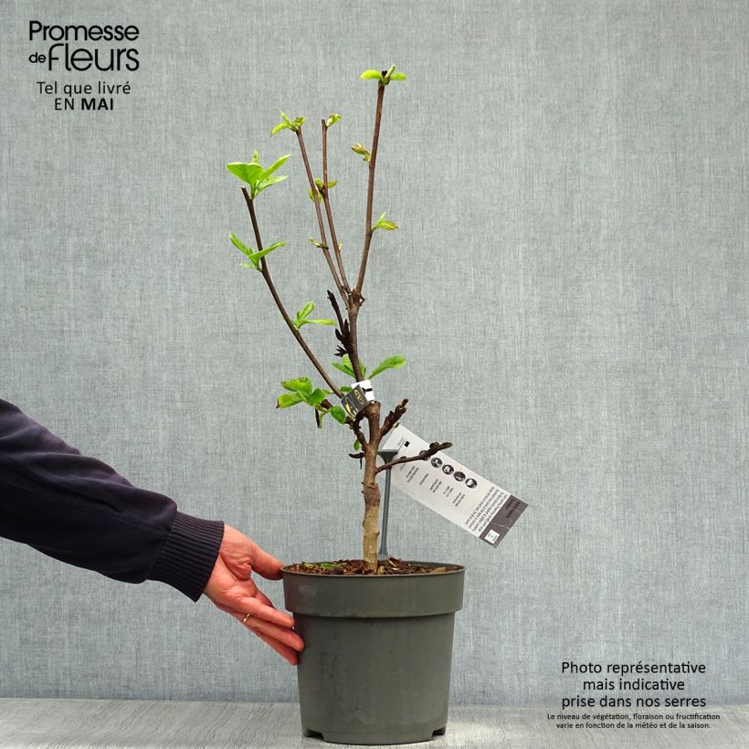 Exemplar von Magnolia brooklinensis Sunsation - Magnolie Topf mit 3L/4L wie im Frühjahr geliefert