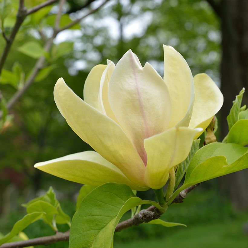 Magnolia Sunspire - Magnolie (Flowering)