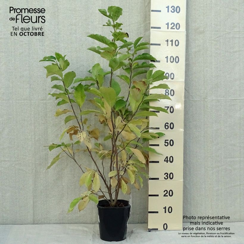 Example of Magnolia Susan - Magnolie Topf mit 3L/4L as you get in automne