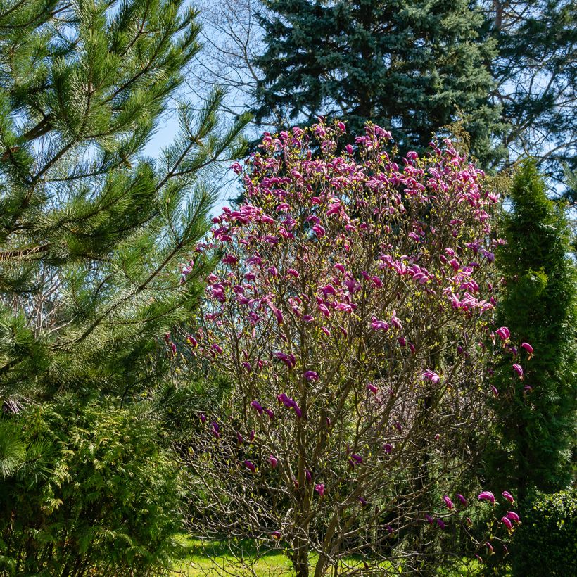 Magnolia Susan - Magnolie (Plant habit)
