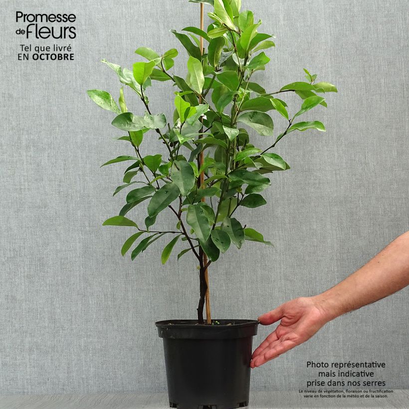 Example of Magnolia White Caviar - Magnolie Topf mit 3L/4L as you get in automne
