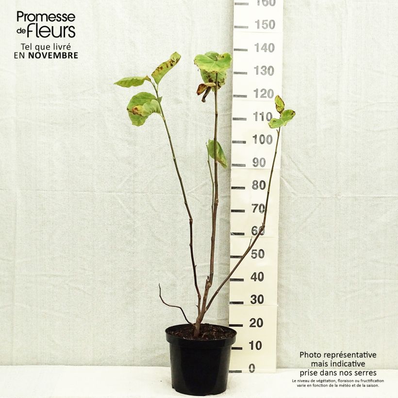 Example of Magnolia Yellow Lantern - Magnolie Topf mit 6L/7L as you get in automne