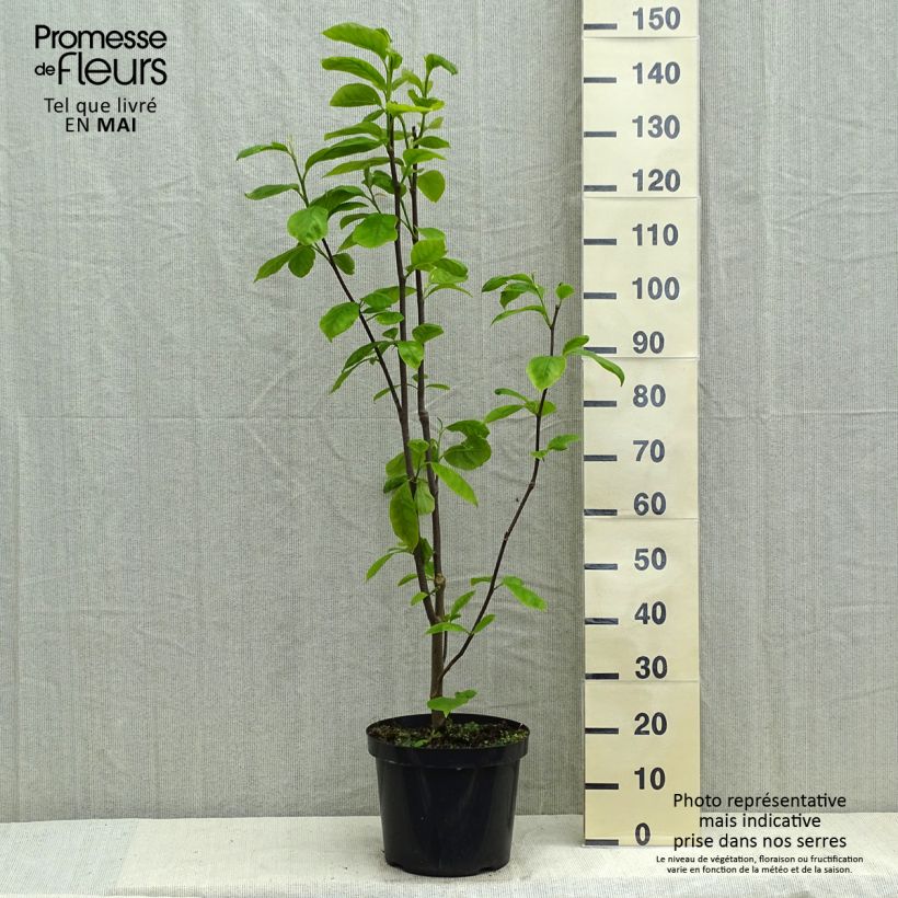 Exemplar von Magnolia Yellow Lantern - Magnolie Topf mit 6L/7L wie im Frühjahr geliefert