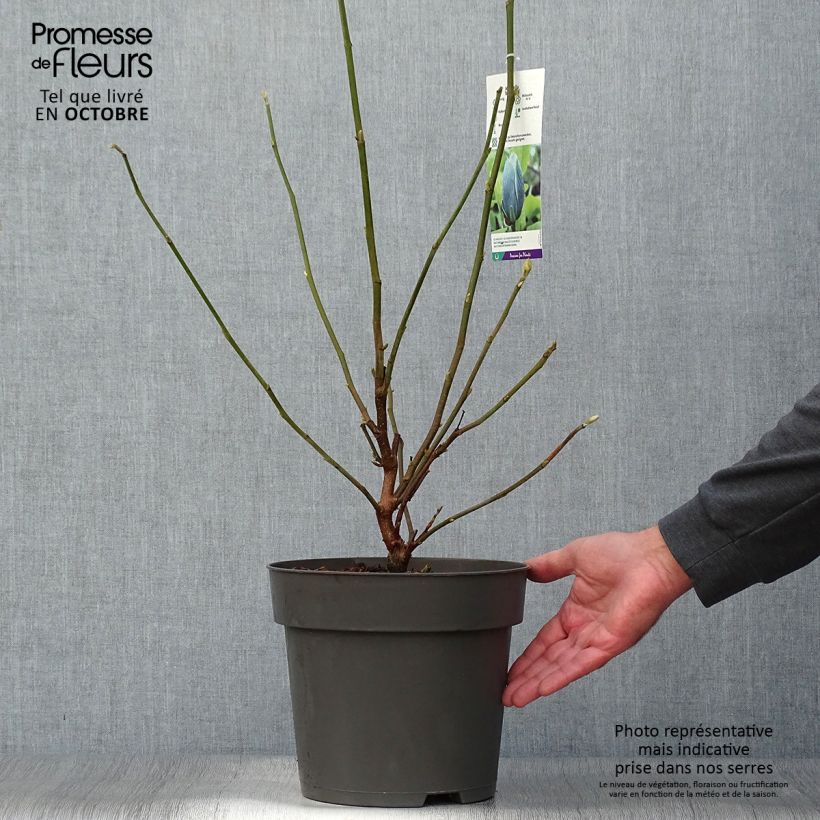 Example of Magnolia acuminata Blue Baby - Gurken-Magnolie Topf mit 6L/7L as you get in automne