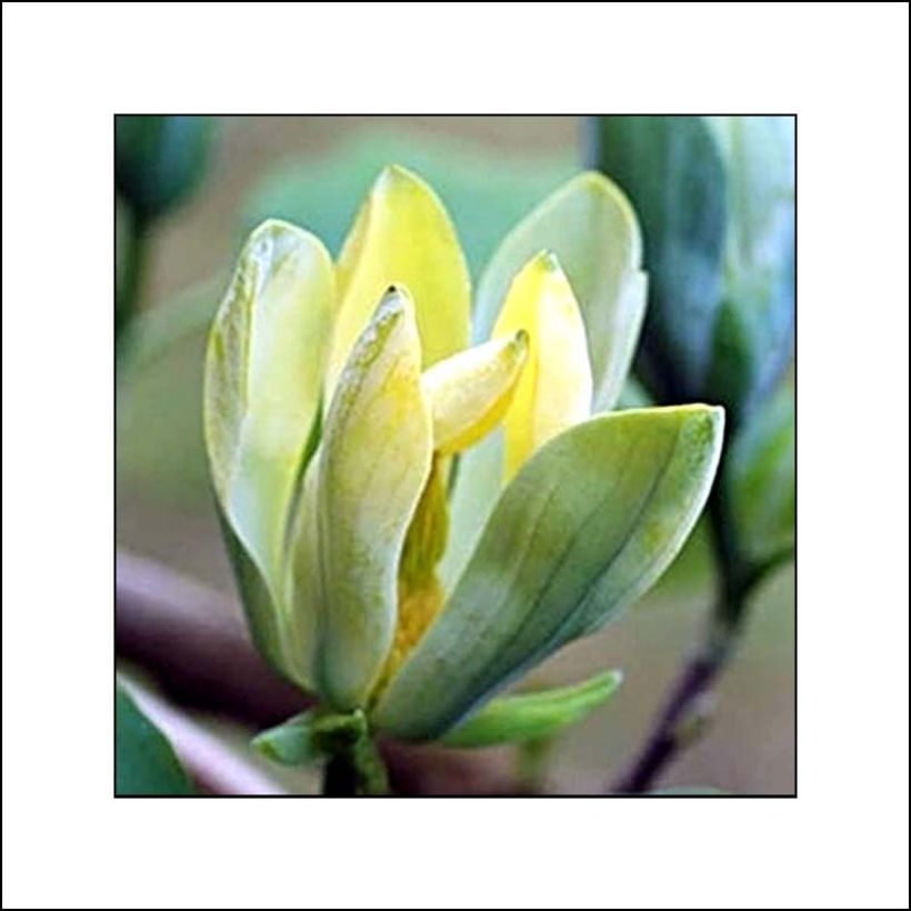 Magnolia acuminata Blue Opal - Gurken-Magnolie (Flowering)