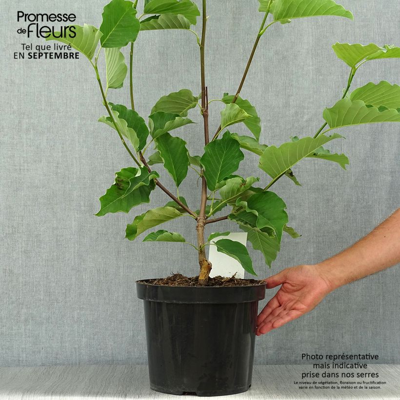Example of Magnolia acuminata Blue Opal - Gurken-Magnolie Topf mit 7,5L/10L as you get in automne