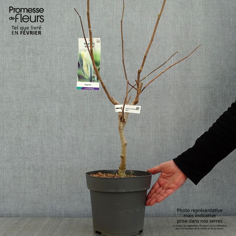 Exemplar von Magnolia acuminata Blue Opal - Gurken-Magnolie Topf mit 7,5L/10L wie im Winter geliefert
