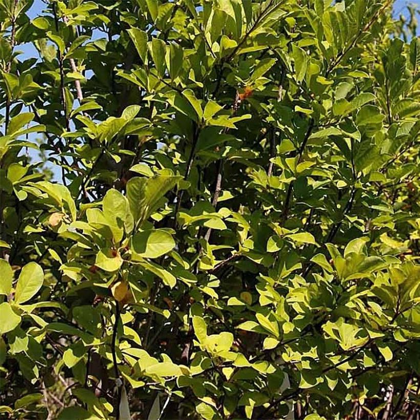 Magnolia acuminata Butterflies - Gurken-Magnolie (Foliage)