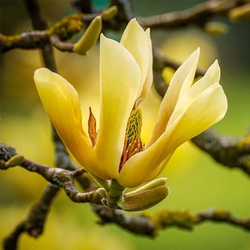 Magnolia acuminata Butterflies - Gurken-Magnolie (Flowering)