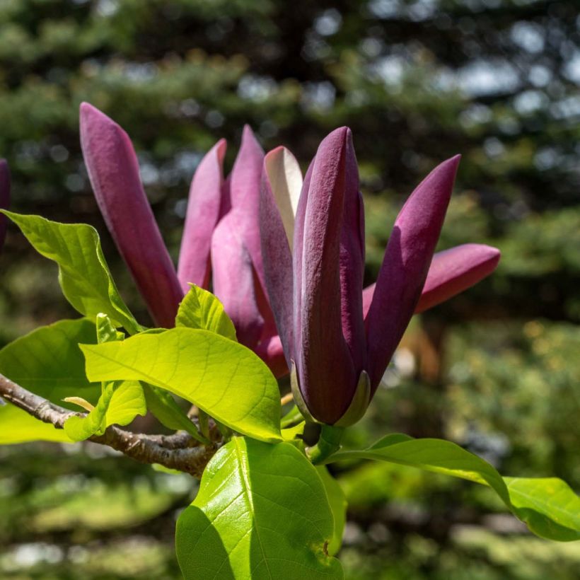 Magnolia brooklynensis Black Beauty - Magnolie (Flowering)