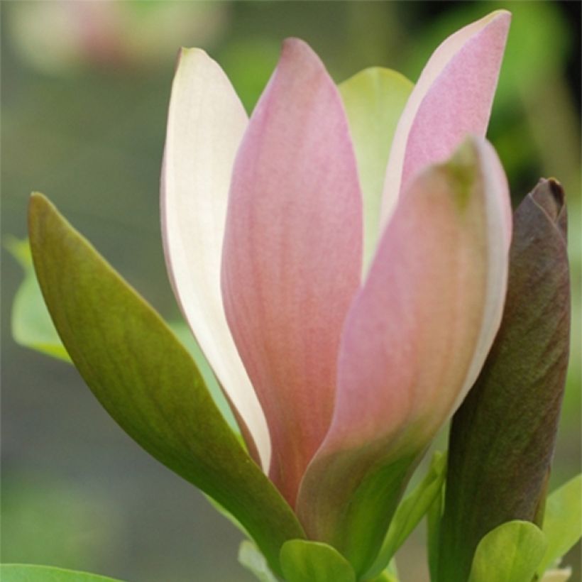 Magnolia brooklynensis Eva Maria - Magnolie (Flowering)