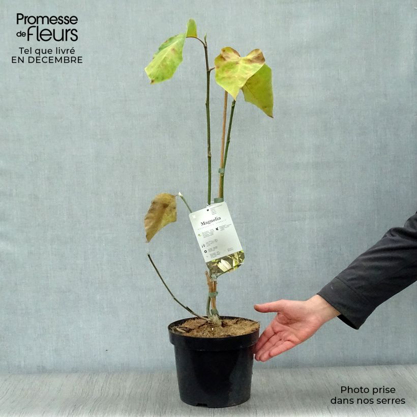 Exemplar von Magnolia brooklynensis Eva Maria - Magnolie Topf mit 4L/5L wie im Winter geliefert