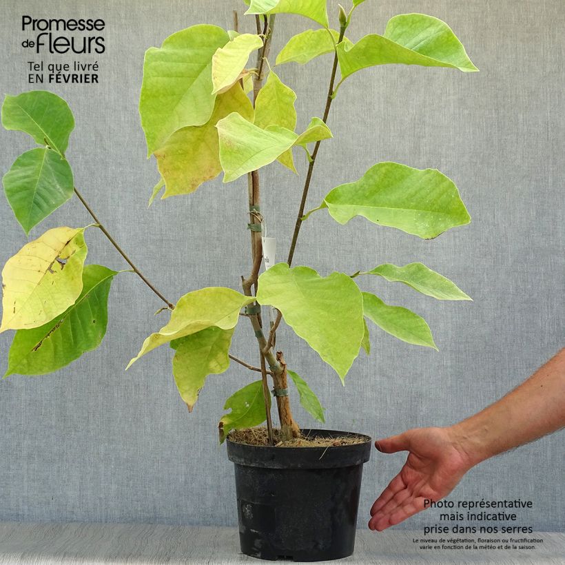 Example of Magnolia brooklynensis Eva Maria - Magnolie Topf mit 4L/5L as you get in automne