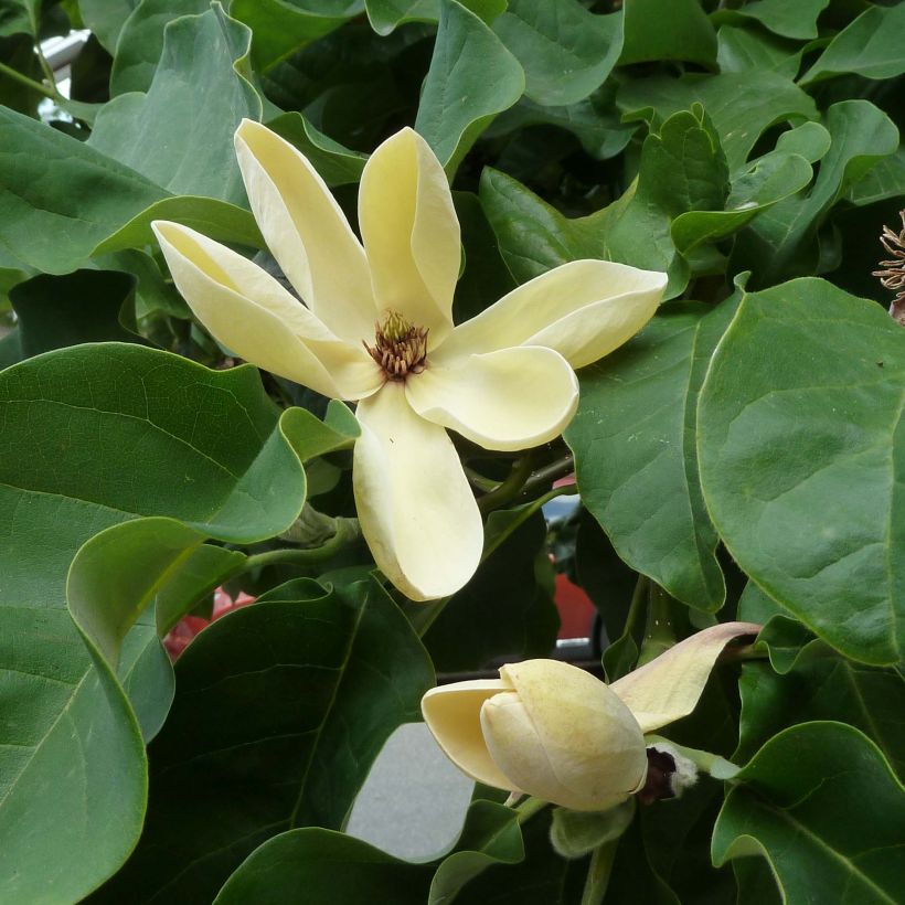 Magnolia brooklynensis Yellow Bird - Magnolie (Flowering)