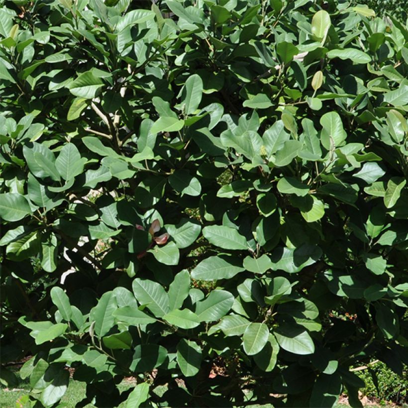 Magnolia delavayi - Delavays Magnolie (Foliage)