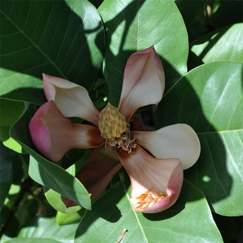 Magnolia delavayi - Delavays Magnolie (Flowering)