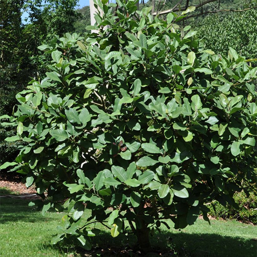 Magnolia delavayi - Delavays Magnolie (Plant habit)