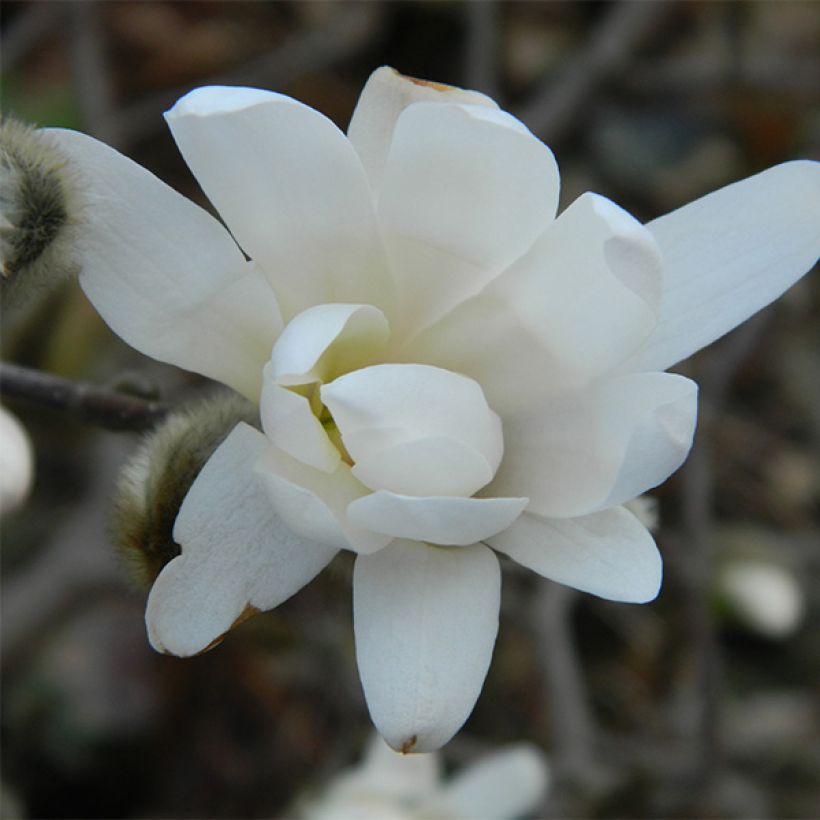 Magnolia denudata Double Diamond - Yulan-Magnolie (Flowering)