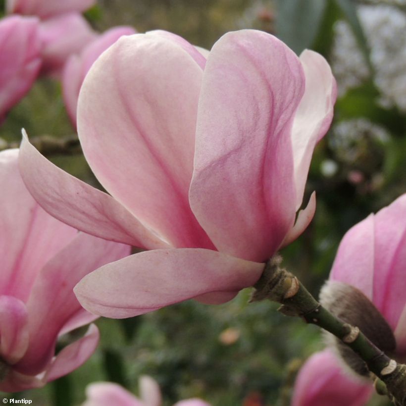 Magnolia denudata Festirose - Yulan-Magnolie (Flowering)